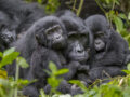 Uganda Gorilla safari