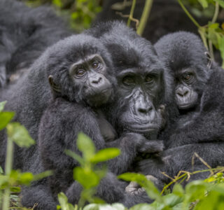 Uganda Gorilla safari