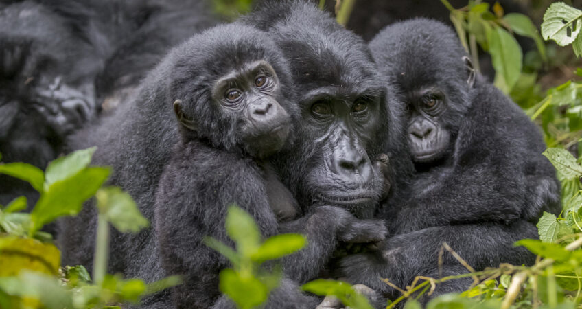 Uganda Gorilla safari